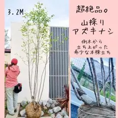 超絶品。美斑紋 山採りアオダモ本株立ち3.2M(鉢底から) - メルカリ