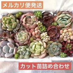 メルカリ便発送‼︎　レイオブライト　変わり斑 4株カット苗 メルカリ便発送‼︎ レイオブライト 変わり斑 4株カット苗 メルカリ便