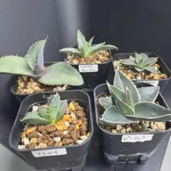 Top【選抜株】多肉植物 360927オパリナ錦 10個 鉢無し/脱土 - メルカリ