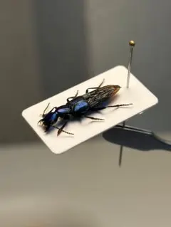シンガポール製の虫の標本 シンガポール製の虫の標本 - メルカリ