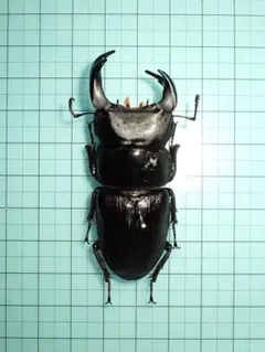 Dorcus【標本】オオクワガタ　能勢産　雌雄同体　65.6ミリ　飼育品 2026年最新】オオクワガタ 能勢の人気アイテム - メルカリ