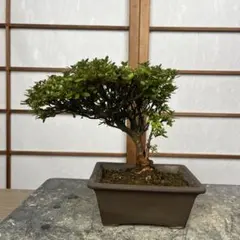盆栽素材】さつき 盆栽 初冠雪 - メルカリ