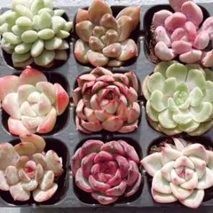 2026年最新】韓国苗 セット 多肉植物の人気アイテム - メルカリ