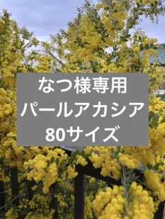 なつ様専用 パールアカシア 80サイズ