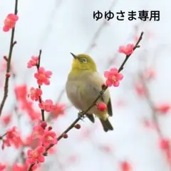 ゆゆさま専用ページです。