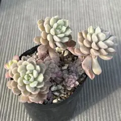 2026年最新】ぼのぼのさん苗 リンダリンダの人気アイテム - メルカリ