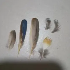 鳥の羽根 ⭐️カワセミの羽根 綺麗