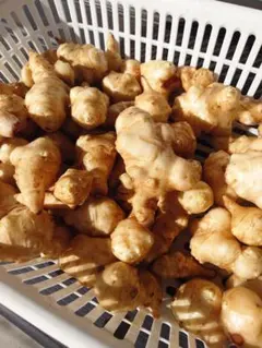 みぃ様専用。新鮮菊芋10キロ以上（3/18まで）