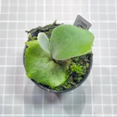 1株限定】P.Willinckii '月光爪哇' spore select - メルカリ