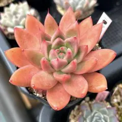 野うさぎのはな様 リクエスト 3点 まとめ商品