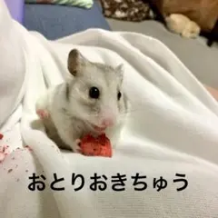 Item thumbnail for item 95d40f4d-dba2-41e2-bd48-ebdd1a50f397