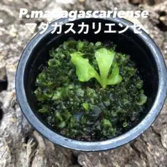 2026年最新】ビカクシダ マダガスカリエンセの人気アイテム - メルカリ