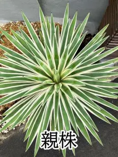 アガベ　白閃光　特大　下の葉カットしました アガベ 白閃光 特大 下の葉カットしました Amazon｜現品！大型