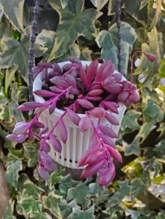 【多肉植物】ルビーネックレス 現品