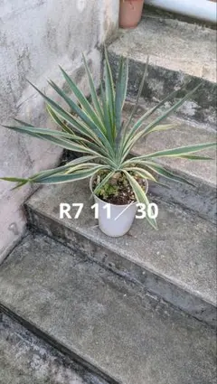 2025年最新】グロリオサ ユッカの人気アイテム - メルカリ