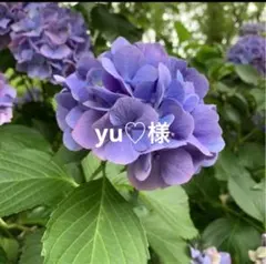 yu♡様