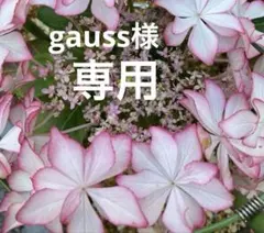 gauss様専用ですのサムネイル