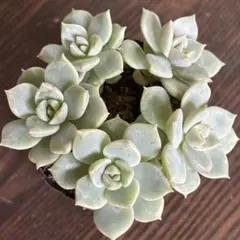 白牡丹　抜き苗のサムネイル