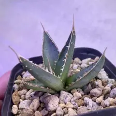 2026年最新】アガベ 帝釈天の人気アイテム - メルカリ