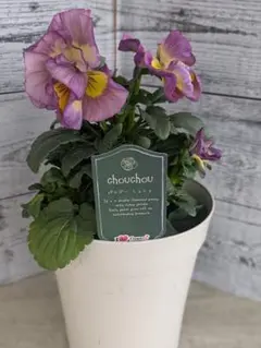 【現品・鉢まま出荷】大輪八重咲パンジー　シュシュ５号鉢