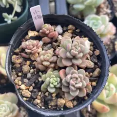 多肉植物　つぶつぶ屋さん　小梅　抜き苗