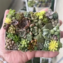 多肉寄せ植え カット苗 詰め合わせ ちまちま弁当 I