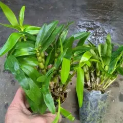 水鏡様 リクエスト 3点 まとめ商品