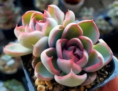 2025年最新】龍鱗蓮華の人気アイテム - メルカリ