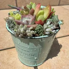 ミルクダフネ 多肉植物 カット苗 ミルクダフネ 多肉植物 カット苗 - メルカリ