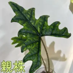 2026年最新】アロカシア 芋の人気アイテム - メルカリ