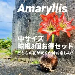 【箱いっぱいお得セット】アマリリス　球根8個　どちらの花が咲くかはお楽しみ！のサムネイル