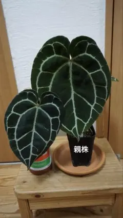 2026年最新】アンスリウムの人気アイテム - メルカリ