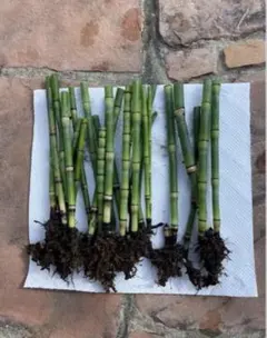 ☆アロハ☆フラ☆クー☆ロコ☆様 リクエスト 2点 まとめ商品