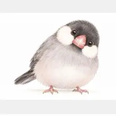 ちょこんとかわいい文鳥さん♡オリジナルイラスト