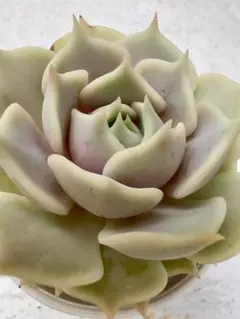 ルルママ様 リクエスト 5点 まとめ商品