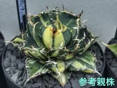 2026年最新】アガベ白鯨錦の人気アイテム - メルカリ