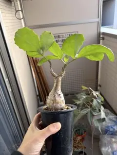 キフォステンマべディフォルメ