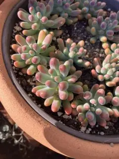 多肉植物　訳あり！ 乙女心？恋心？　抜き苗15株