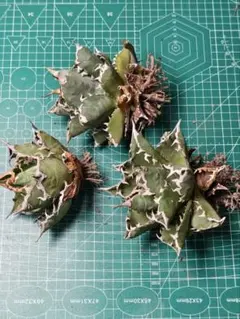 2025年最新】アガベ チタノタ セットの人気アイテム - メルカリ