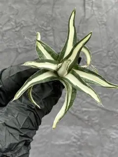 2026年最新】氷山 中斑の人気アイテム - メルカリ