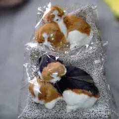 スリーピング　ドッグ　ファミリー　2　２種セット