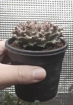 スターファイヤー(大) エケベリア 多肉植物 抜き苗