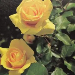 まろん様専用です。