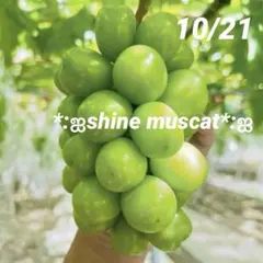 2025年最新】シャインマスカット苗木の人気アイテム - メルカリ