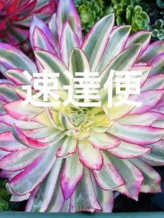 やまゆ様 リクエスト 2点 まとめ商品