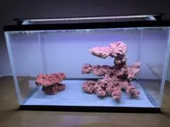 2026年最新】ライブロック 人工の人気アイテム - メルカリ