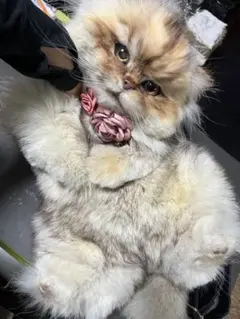 猫 リアルファー オーダーメイド制作