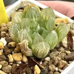 か*だ様 雪花オブツーサ錦　超美株　ハオルチア　観葉植物　5