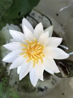 ヤヤ 苗 1株 睡蓮 メダカ ビオトープ 耐寒性睡蓮（温帯睡蓮） - メルカリ