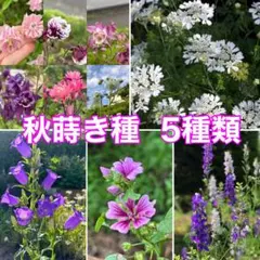 秋蒔き種 5種類セット